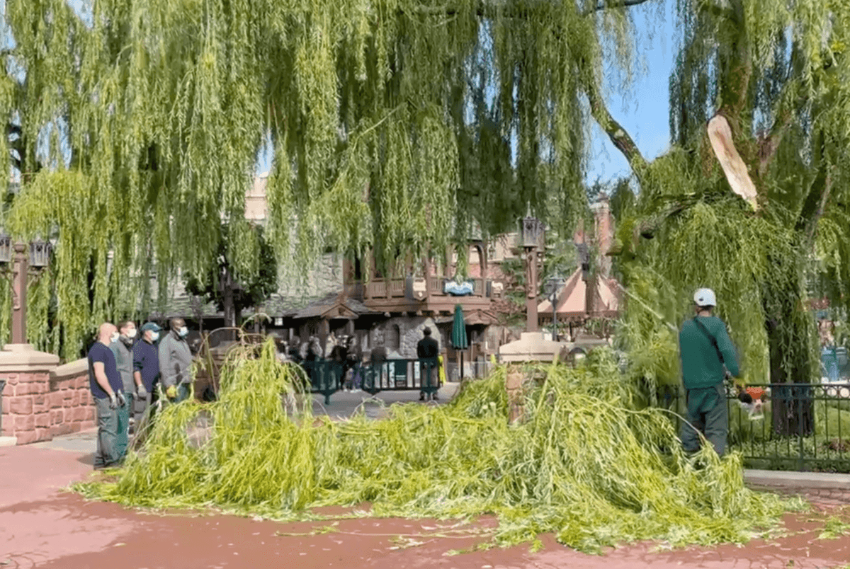large branch disneyland paris