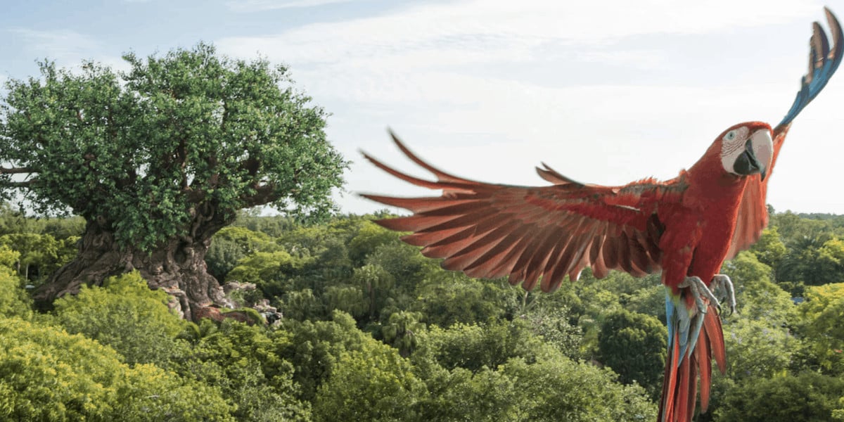 Parrot in front of the Tree of Life in Disney's Animal Kingdom