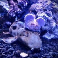 Epaulette Shark WDW