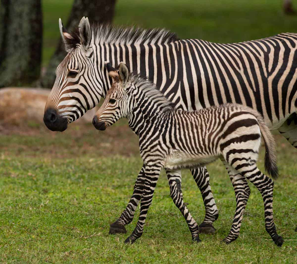 A couple of zebra standing on top of a grass covered field