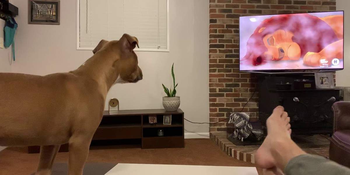 Dog Reacts With Concern While Watching 'The Lion King' in Viral Video
