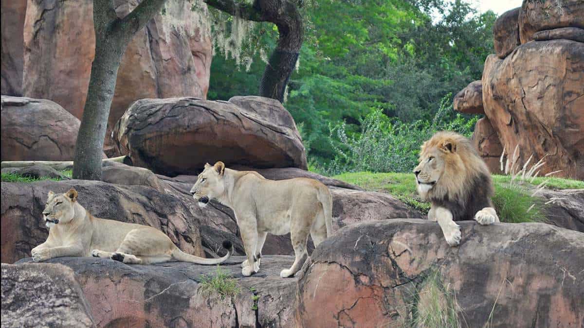 lions at disney world