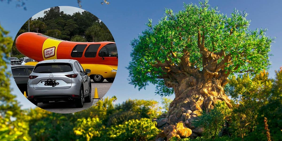 animal kingdom oscar mayar truck