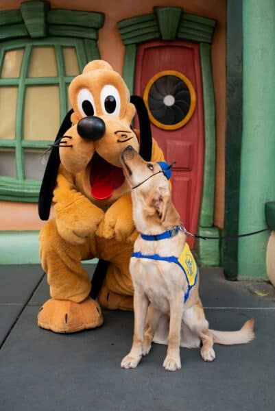 service dog meets pluto