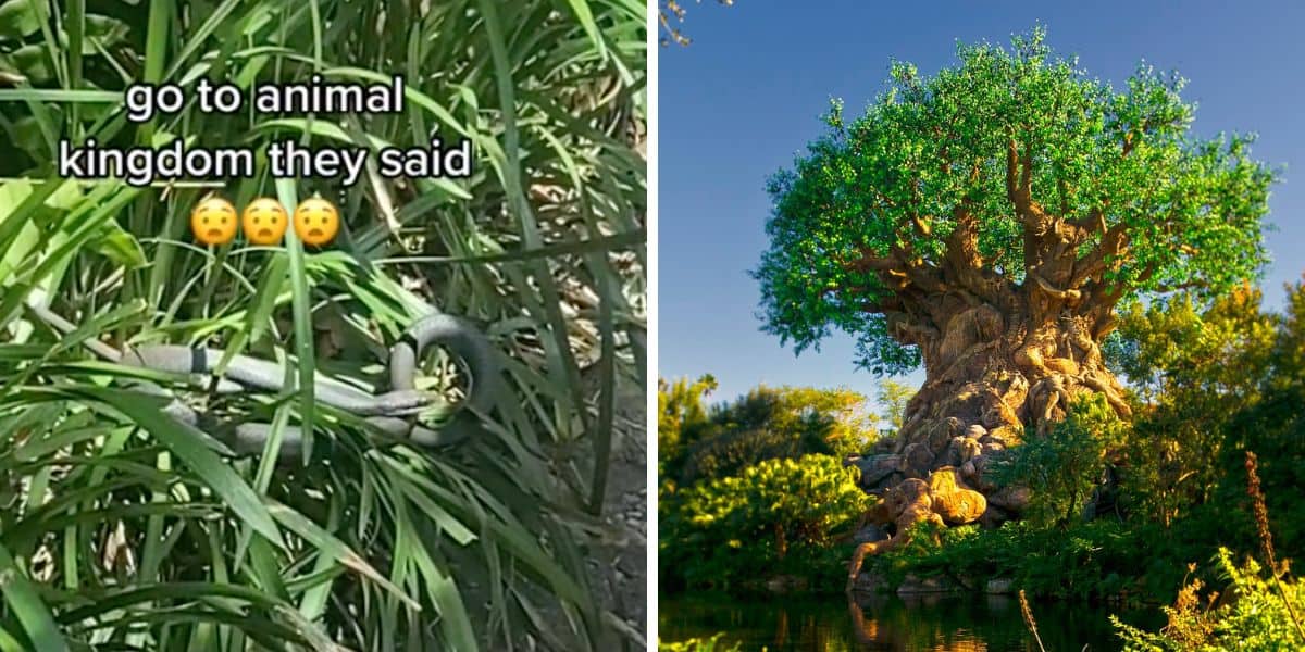 snake animal kingdom (left) tree of life (right)