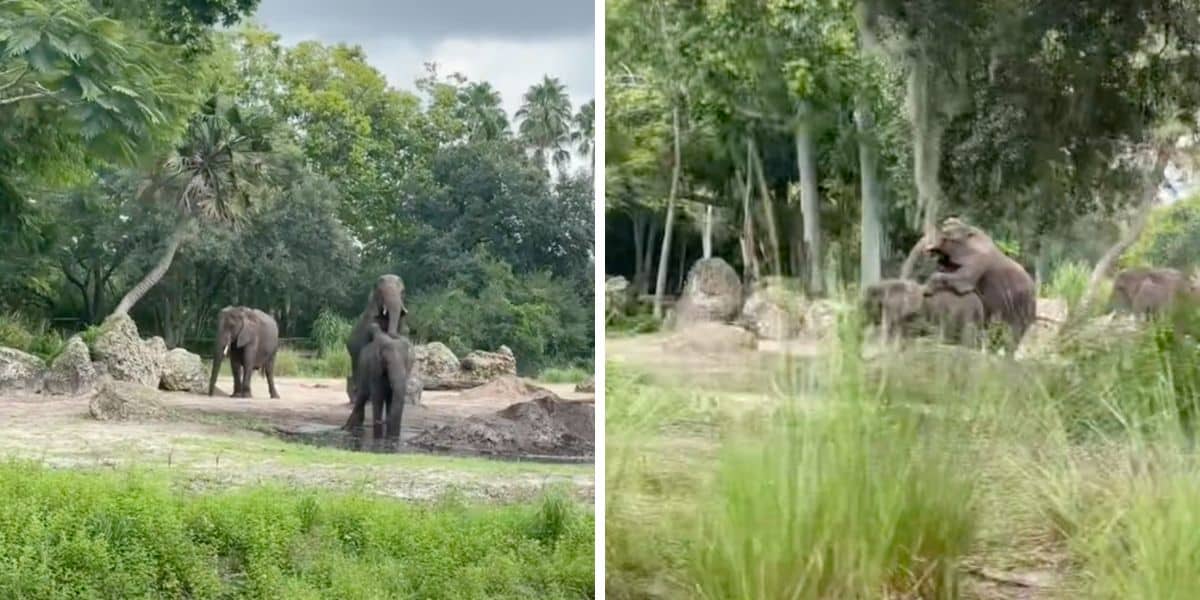 elephants sex disneys animal kingdom