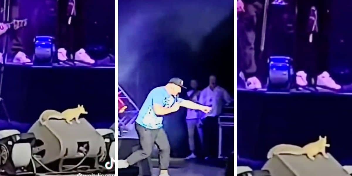 squirrel and cigarrette at joey fatone show