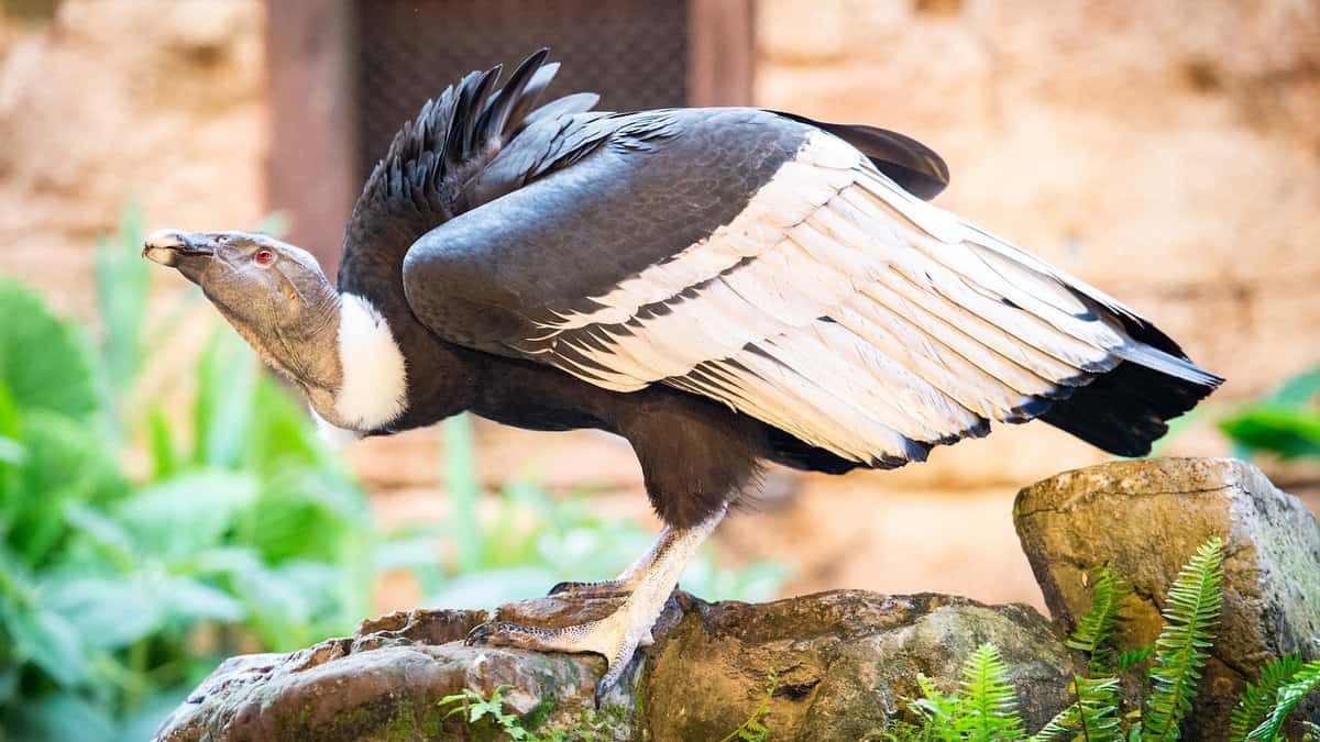 A vulture at Disney's Animal Kingdom. 