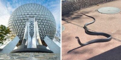 snake-epcot