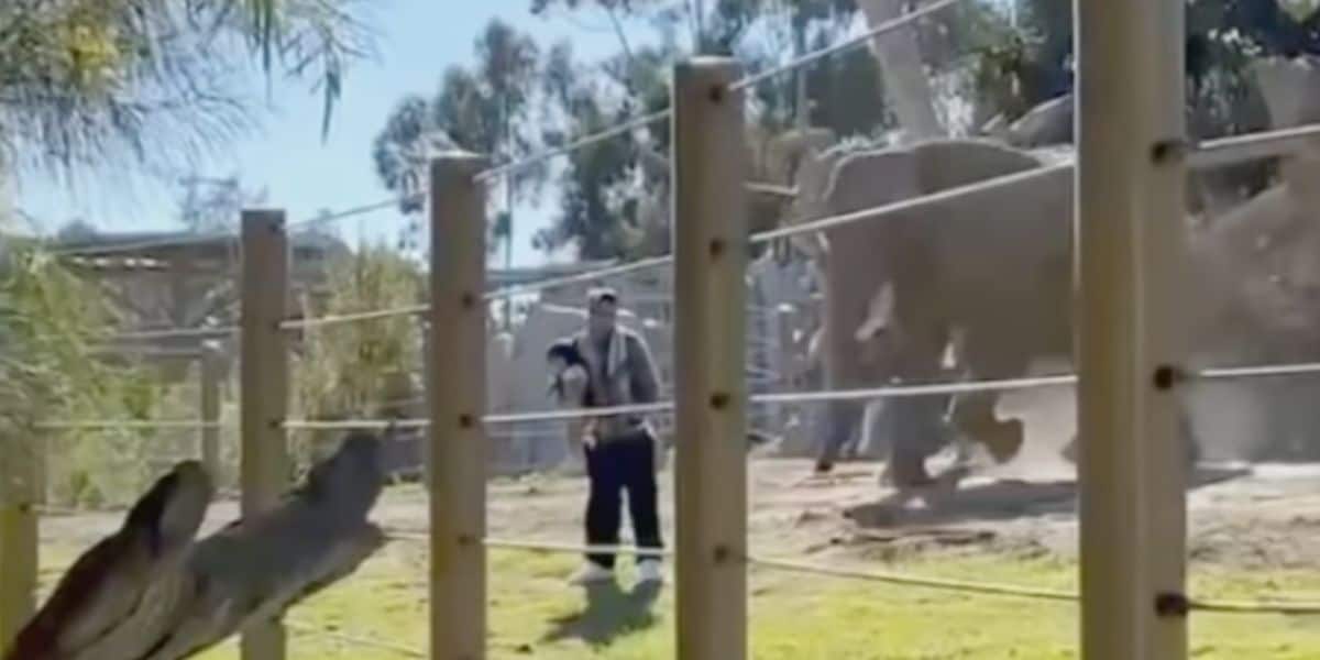 zoo-elephant-exhibit-child