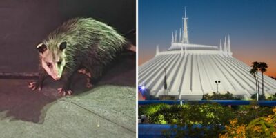 disney-rodent-animal-loose