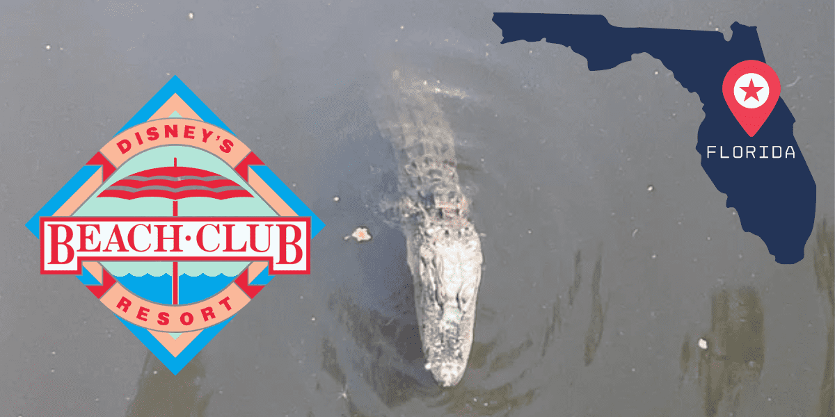 An Alligator swimming in a pond, with Disney's Beach Club Logo and an image of the state of Florida greenscreened over the water.