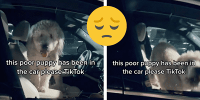 A light color, golden-doodle appearing dog is in a car, looking out the window. A sad emoji has been added overtop two photos of the dog.