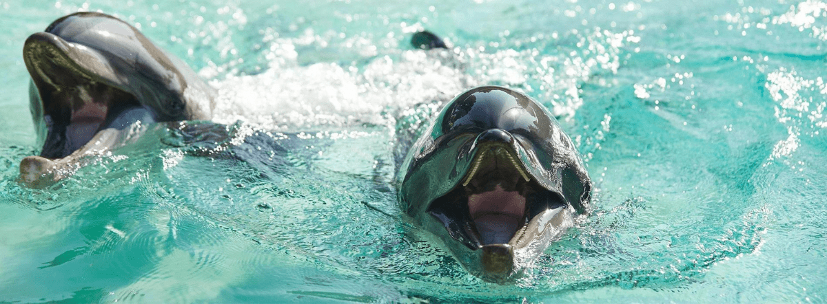 seaward animals
