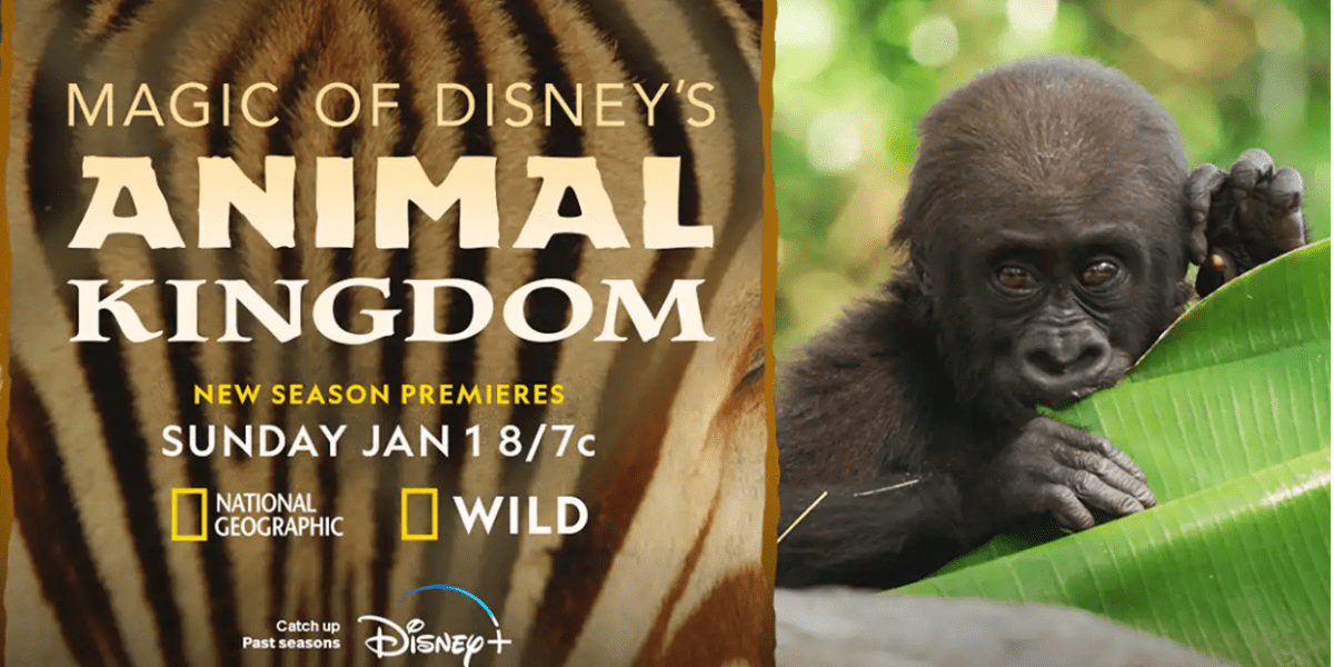Disney Announces Return of Beloved Animal Kingdom Experience
