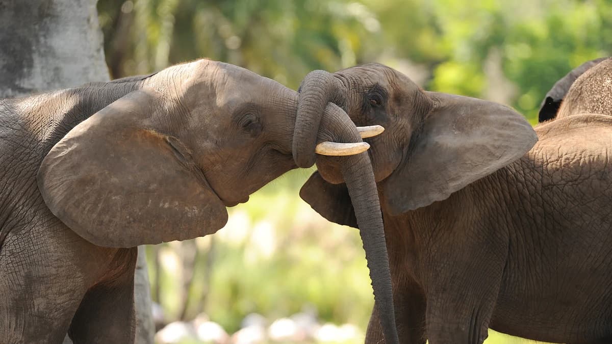 disney animals african elephants