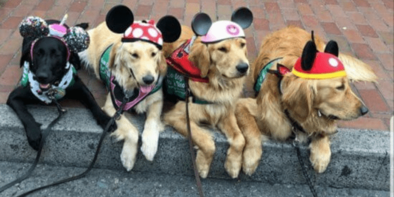 Four service dogs at Walt Disney World Resort.