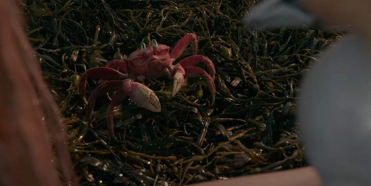 Sebastian in live-action 'The Little Mermaid'