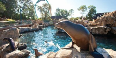 A sea lion on a rock by a pool at SeaWorld Orlando