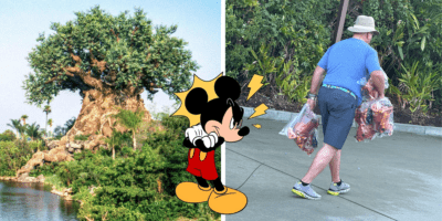 Left: The tree of life as seen from Asia at Disney's Animal Kingdom. Middle: Mickey Mouse looks to the right, angry. Right: One of many Disney Resellers carrying at least six Pumbaa popcorn buckets.