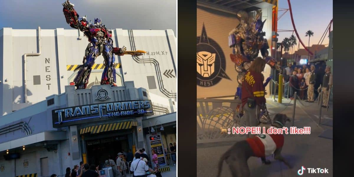 Service Dog Suffers Momentary Anguish at Universal - service dog Universal