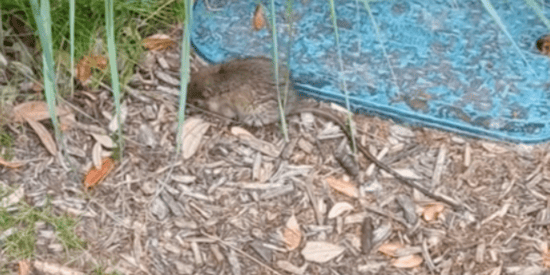 A rat laying in the dirt outside a Disney restaurant.