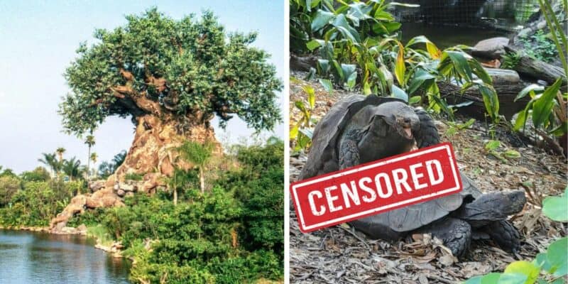 animal-sex-animal-kingdom