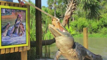 Wild Florida Airboats & Gator Park