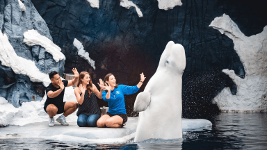 SeaWorld Orlando now offering FREE beer