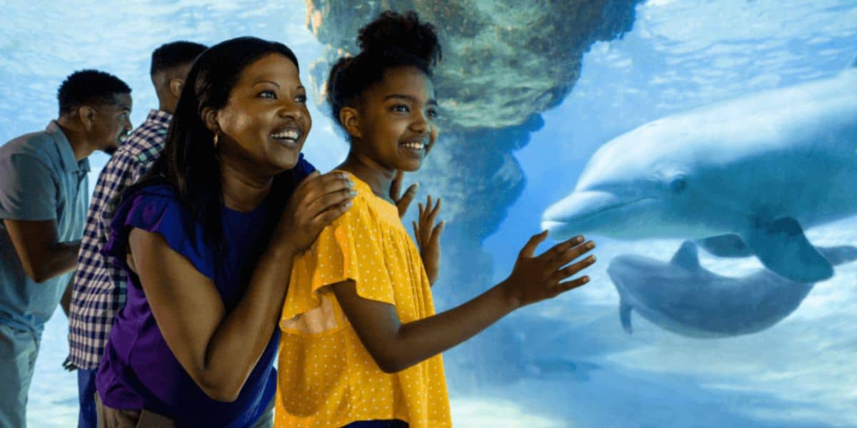 Two guests look at a dolphin underwater in SeaWorld Orlando