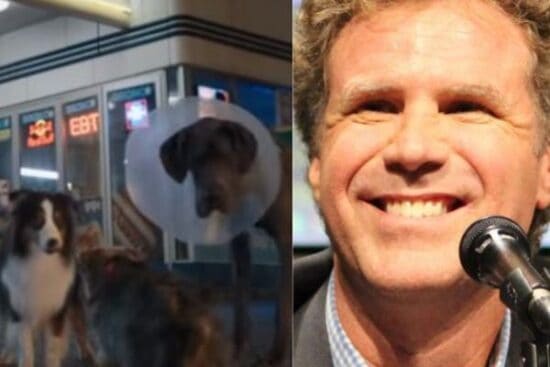 Will Ferrell makes a comeback pictured alongside clip from 'Strays'