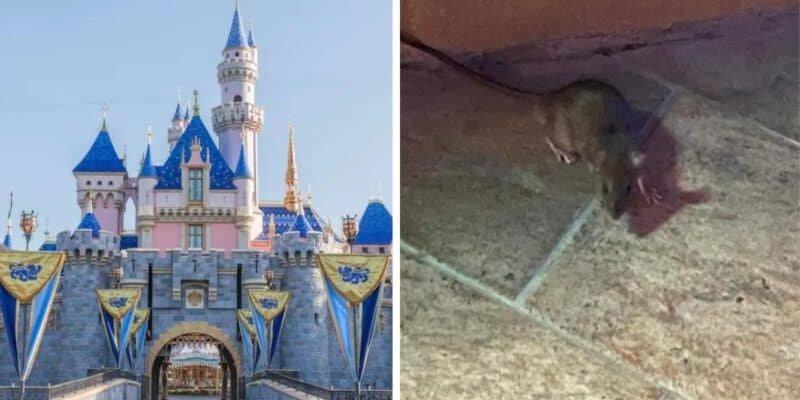 rat-at-disneyland