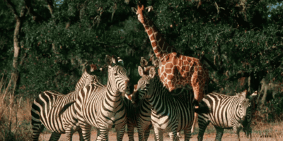 Resident animals of Animal Kingdom Park