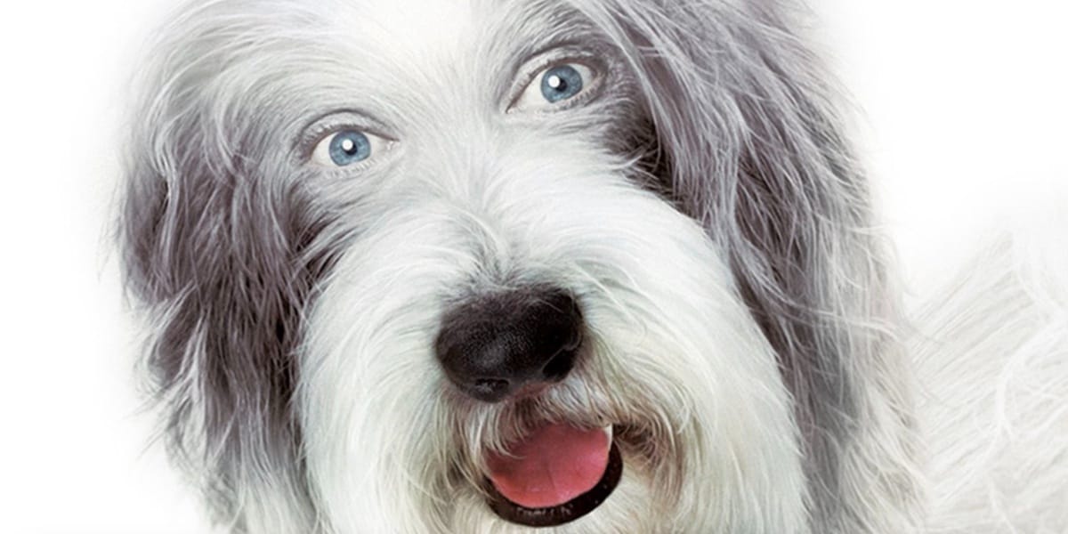 Shaggy Dog poster, dog with human eyes, it's terrifyingDisney Movies
