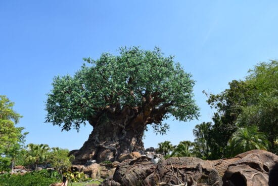 Tree of Life at Disney's Animal Kingdom