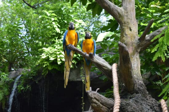 Macaws at Disney's Animal Kingdom