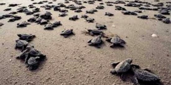 disney-sea-turtle-hatchlings