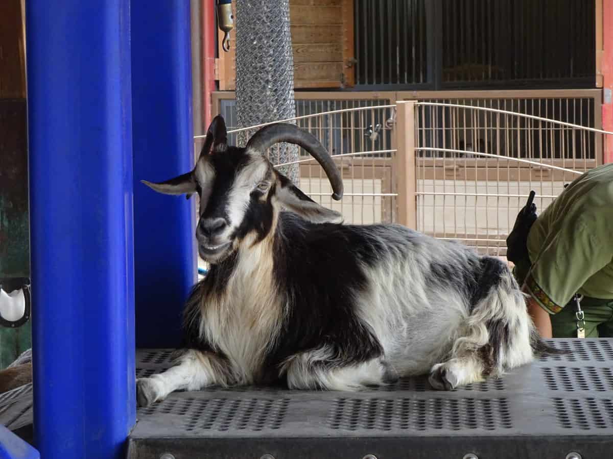 Affection Section at Disney's Animal Kingdom