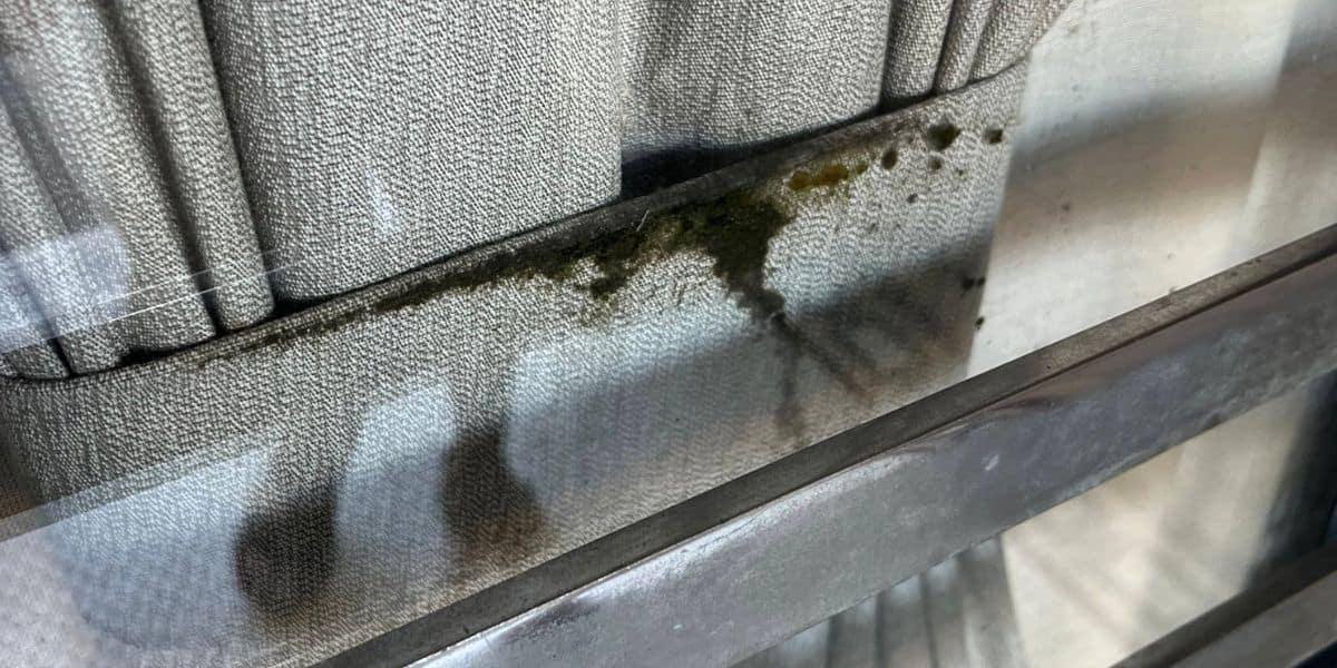Mold running Rampant at Disney World Location