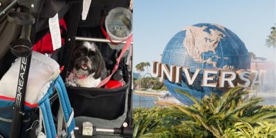 dog-left-universal-orlando