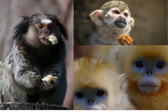 Disney Animal Kingdom welcomes baby tamarins