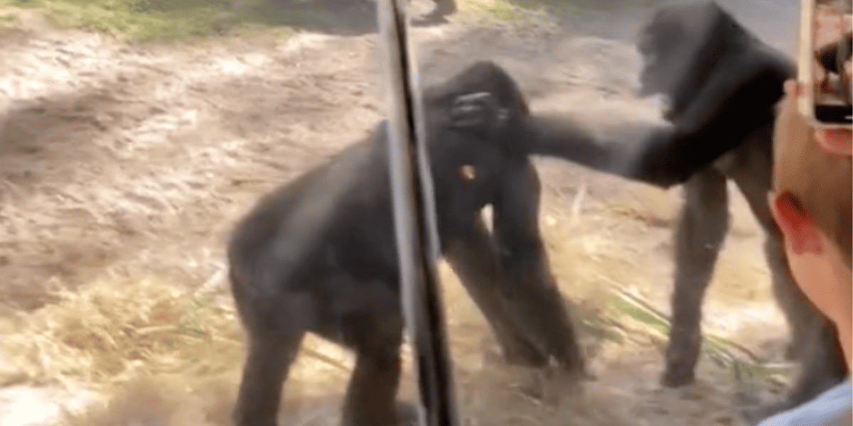 Two Walt Disney World animals, gorillas, fight behind glass.