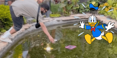A Disneyland Guest climbing into a pond to get an iPad. Donald Duck is edited onto the photo, looking shocked.
