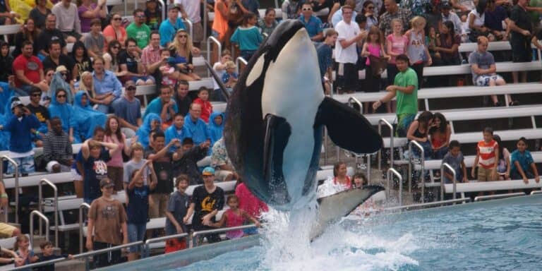 After 61 Years, SeaWorld Faces Unprecedented Changes Amid Reports of ...