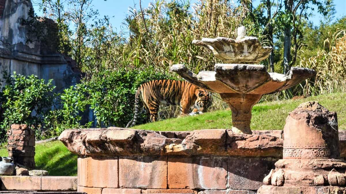 Maharajah Jungle Trek at Disney's Animal Kingdom