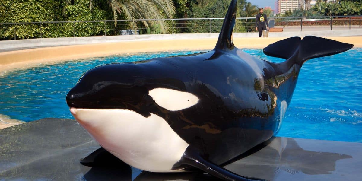An orca performs at Loro Parque