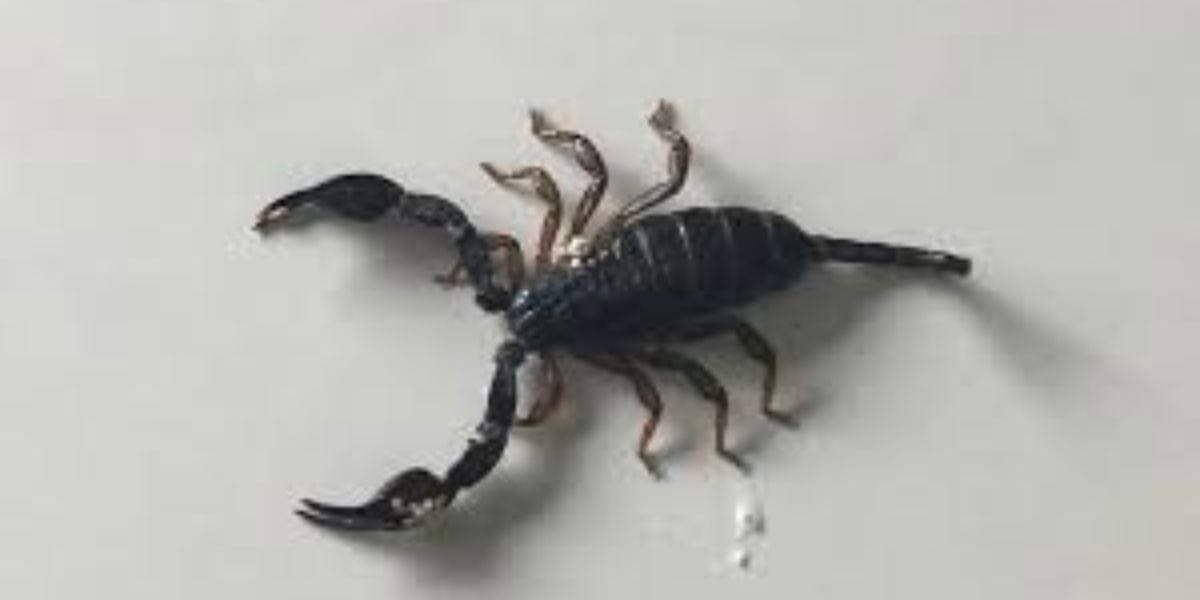 Scorpion lying on a table