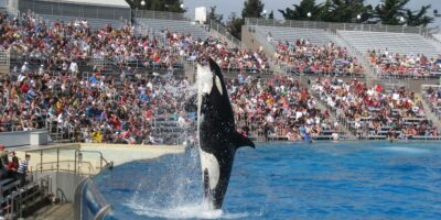 Guests watch an orca show at SeaWorld