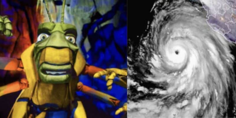 Hurricane and infestation, bug image left, tropical storm right