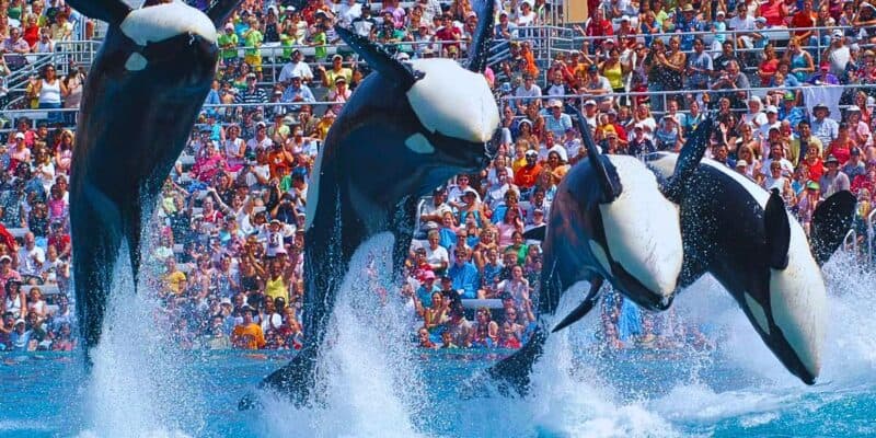 A few Orca Whales perform tricks and stunts during a show at SeaWorld as Guests look on from the stands.